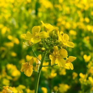 Free stock photo of 4k nature, bright yellow, green and yellow