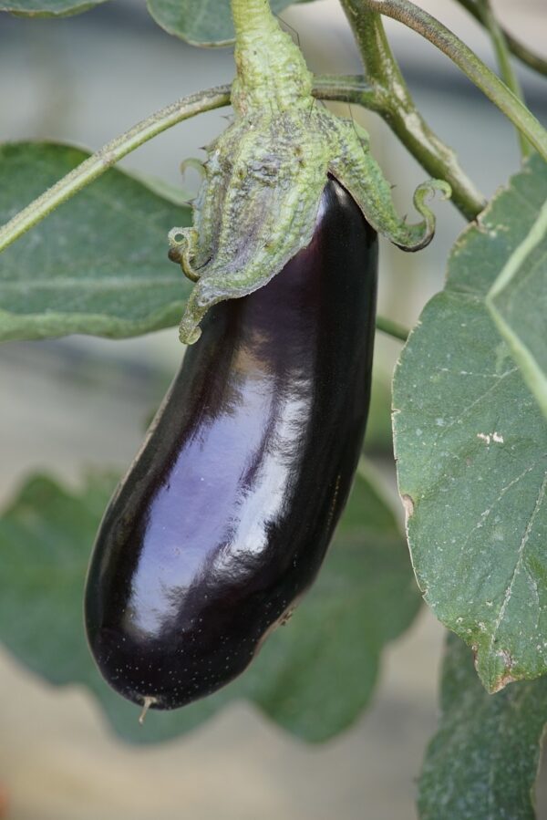 agriculture, vegetable, harvest, eggplant, aubergine, solanum, fresh, plant, produce, eggplant, eggplant, eggplant, eggplant, eggplant, nature, aubergine, aubergine, aubergine