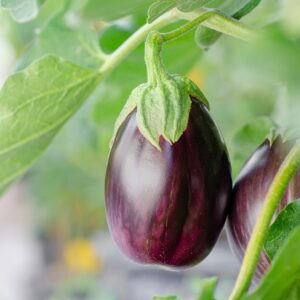 eggplant, vegetables, plant, fruits, grow, food, nature, closeup, eggplant, eggplant, eggplant, eggplant, eggplant