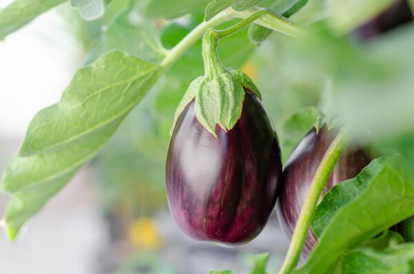 eggplant, vegetables, plant, fruits, grow, food, nature, closeup, eggplant, eggplant, eggplant, eggplant, eggplant