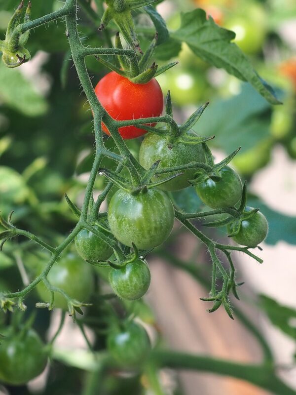 cocktail tomatoes, tomatoes, vegetables, tomato bush, tomato plant, gardening, nature, tomato plant, tomato plant, tomato plant, tomato plant, tomato plant