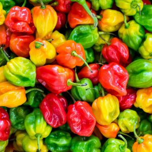 A colorful close-up of fresh habanero peppers showcasing a variety of reds, yellows, and greens.