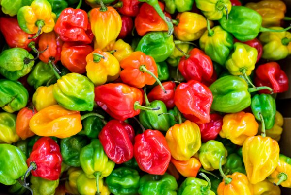 A colorful close-up of fresh habanero peppers showcasing a variety of reds, yellows, and greens.