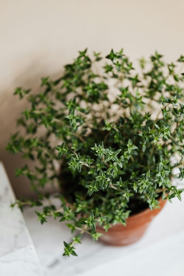 From above of potted thyme herb with small green leaves placed on marble surface